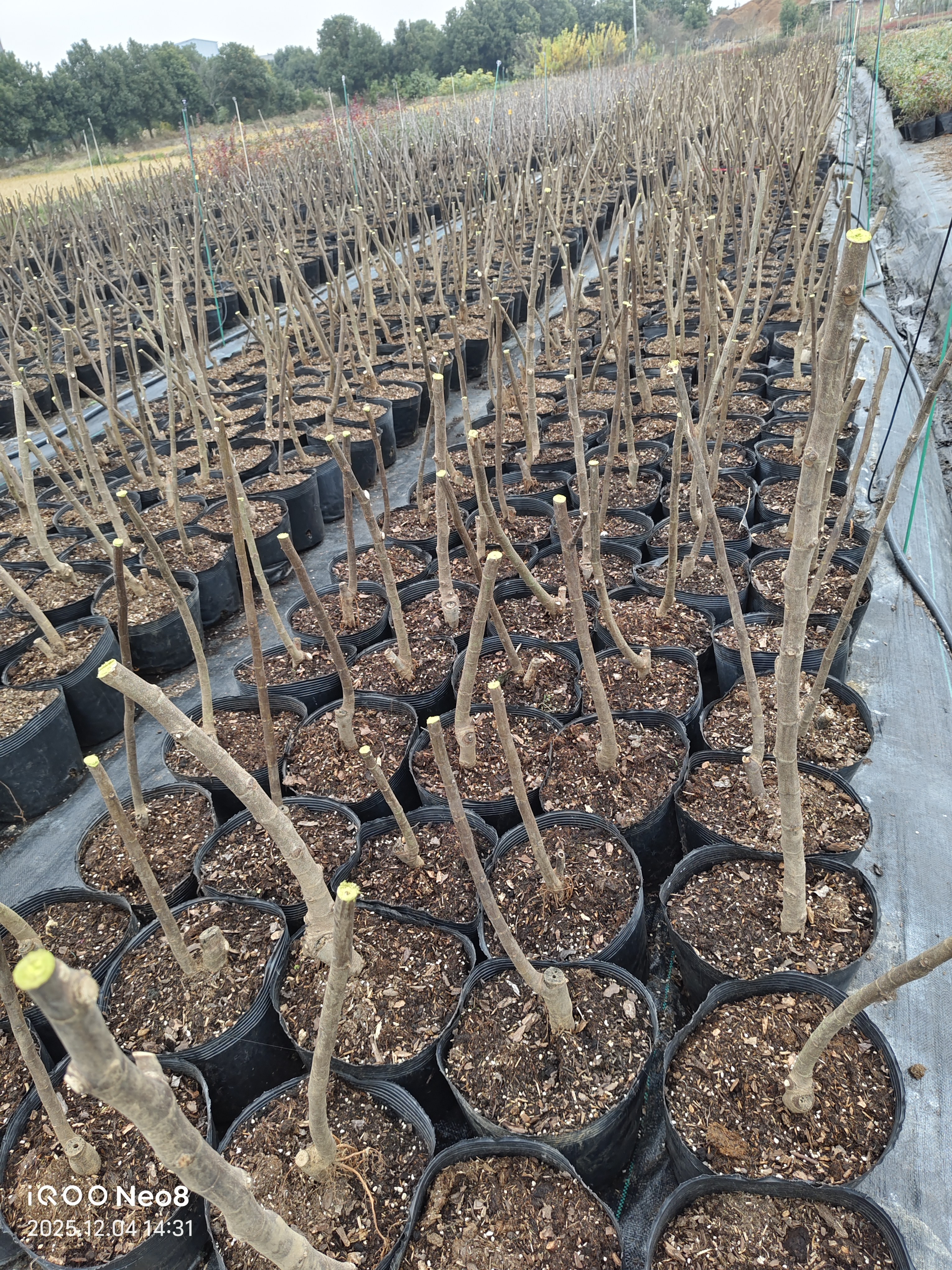 【无花果】无花果树苗青皮格莱斯盆栽地栽营养钵苗,淘宝优惠券,粉丝福利购,淘宝优惠卷