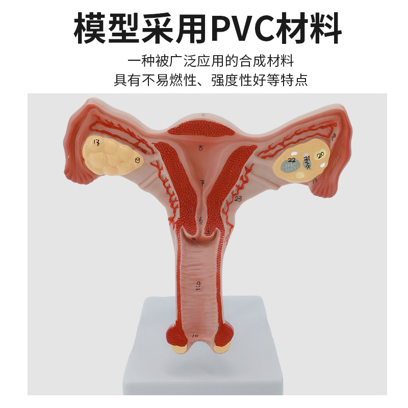 女性生殖模器模型女性生殖模器模型私密子宫模型教具妇科卵巢解剖 - 图1