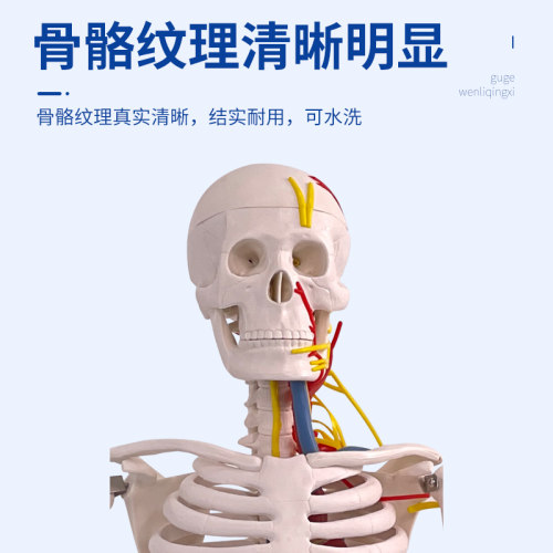 人体骨骼模型 85cm带神经血管心脏模型 骷髅骨架模型 椎间盘 神经 - 图1