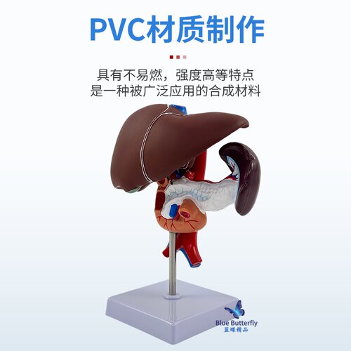 仿真人体肝胰十二指肠模型 肝、脾、血管和胰腺结构 肝脏 脾 胰腺 - 图2