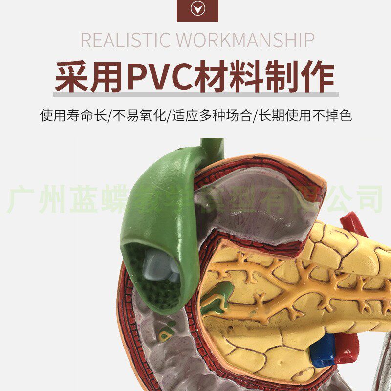 教学仿真病变胰脾肝胆十二指肠模型病理胰腺标本胰脾肝胆解剖_虎窝淘