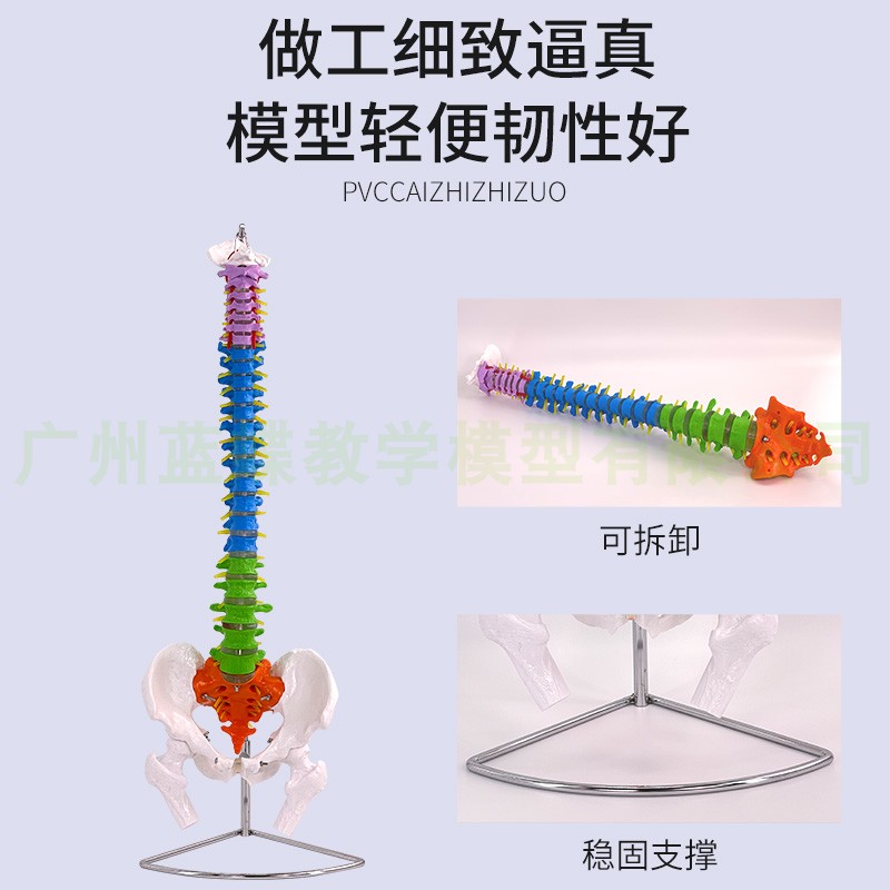 4585cm人体脊l椎脊椎模型带骨盆股骨彩色分区软腰椎脊柱骨骼模型 - 图2