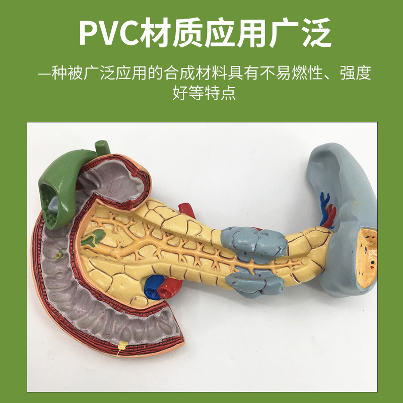 高度仿真肝脏模型肝解剖模型肝胆胰脾十二指肠浮雕病变肝胆胰模型 - 图2