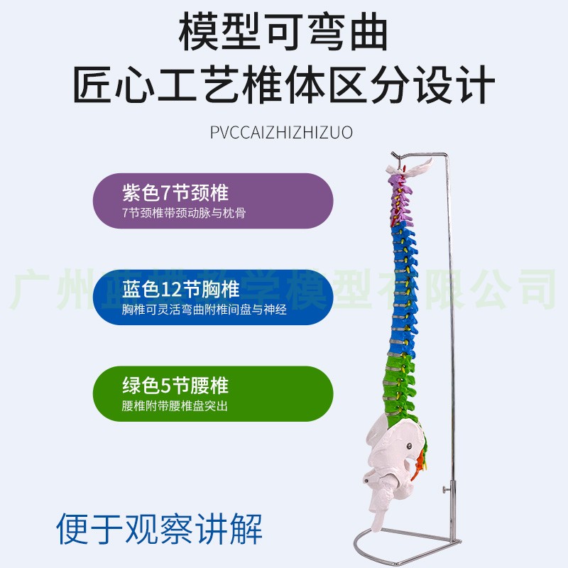 4585cm人体脊l椎脊椎模型带骨盆股骨彩色分区软腰椎脊柱骨骼模型 - 图1