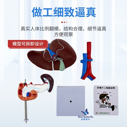 仿真人体肝胰十二指肠模型 肝、脾、血管和胰腺结构 肝脏 脾 胰腺 - 图1