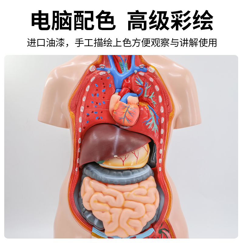 人体解剖模型器官可拆卸医学教学心脏内脏模型玩具躯干系统结构图 - 图1