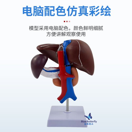 仿真人体肝胰十二指肠模型 肝、脾、血管和胰腺结构 肝脏 脾 胰腺 - 图0