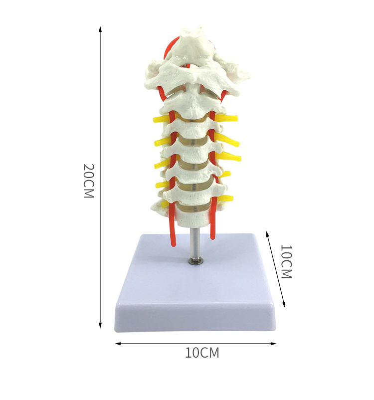 颈椎带颈动脉 后枕骨 椎间盘与神经教学模型人体关节颈椎骨骼模型 - 图1