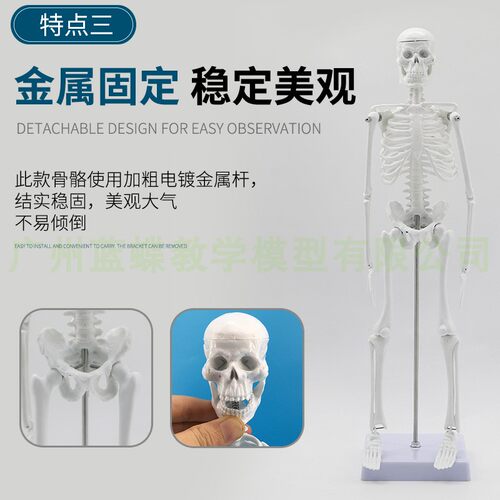 45CM 85cm人体骨骼模型 全身骨架模型成人小骷髅教学模型脊椎模型 - 图2