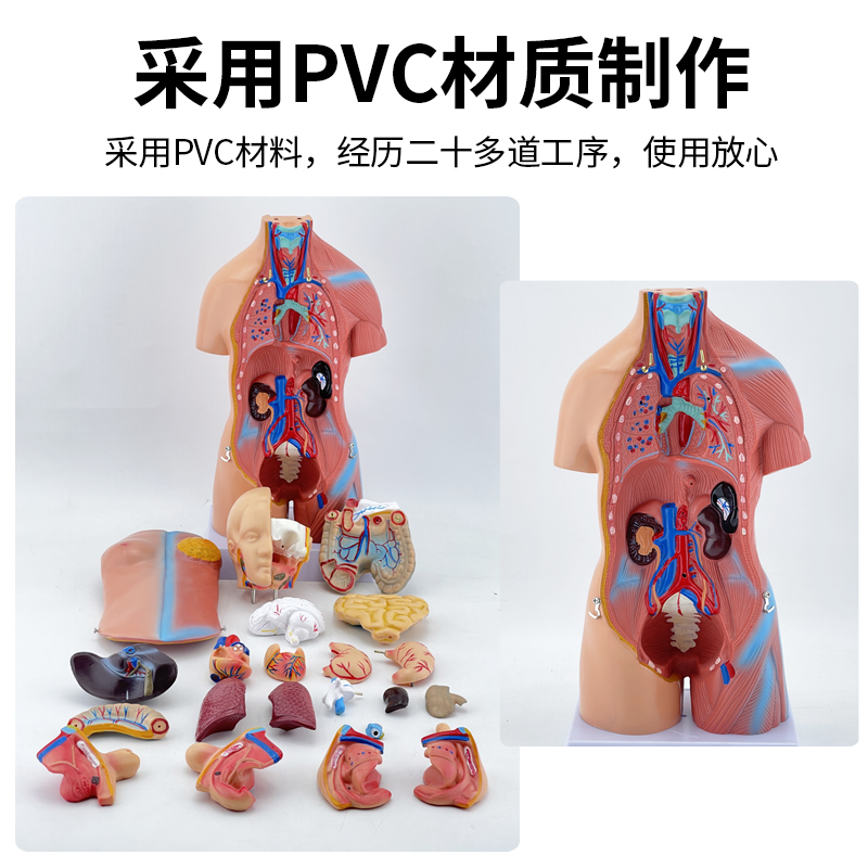 人体解剖模型器官可拆卸医学教学心脏内脏模型玩具躯干系统结构图 - 图0