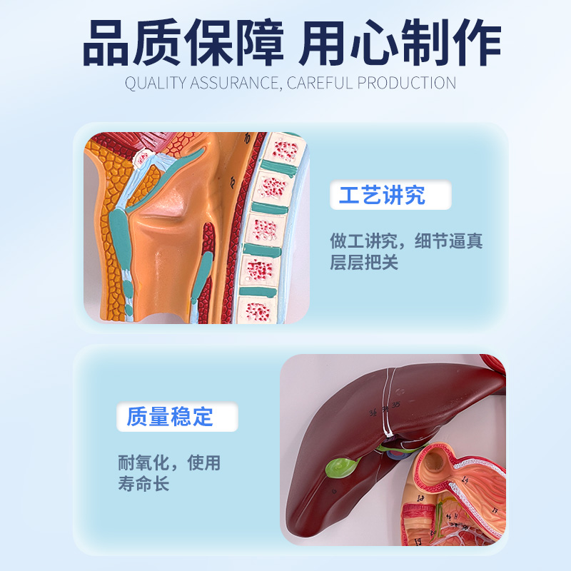 人体消化系统模型消化道胃剖面鼻咽喉大小肠胃解剖模型肛肠科-图1