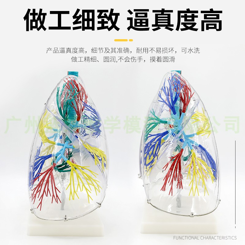 透明肺段模型肺解剖支气管树胸外科呼吸科模型标本人体肺部模型-图2