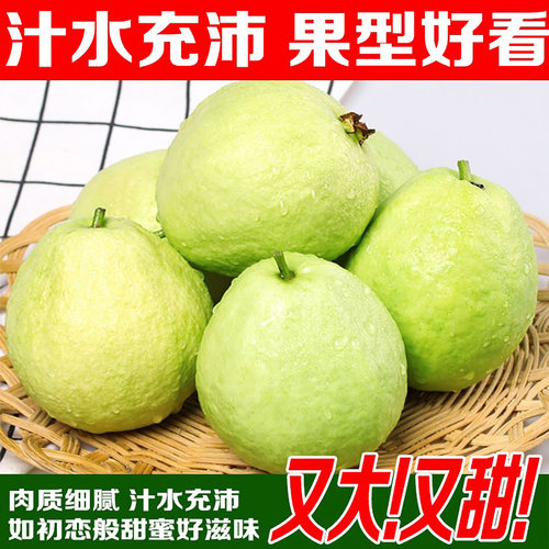 广东芭乐珍珠番石榴5斤现摘当季新鲜水果白心巴乐果清脆低糖孕妇 - 图2