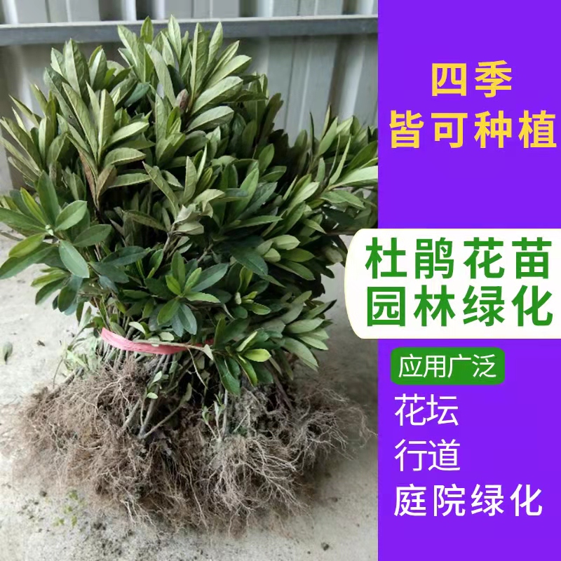 红叶石楠苗红花继木金森女贞茶花茶梅庭院色块绿化篱笆树苗小树球-图2