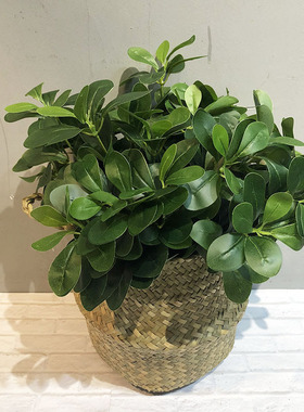 仿真植物 7头福禄桐人造绿植花家居装饰艺塑料金钱兜鸭脚木