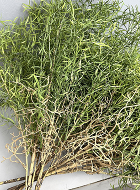 仿真金鱼草天门冬植物把束蕨类水草室内插花景观装饰摄影蕨类植物