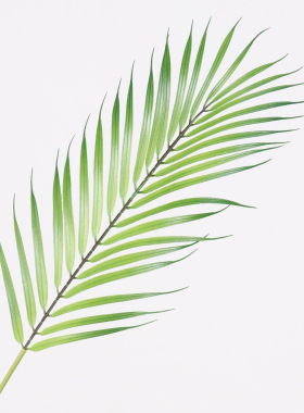仿真棕榈叶室内装饰插花假叶子植物墙造景铁树叶散尾葵叶仿真绿植