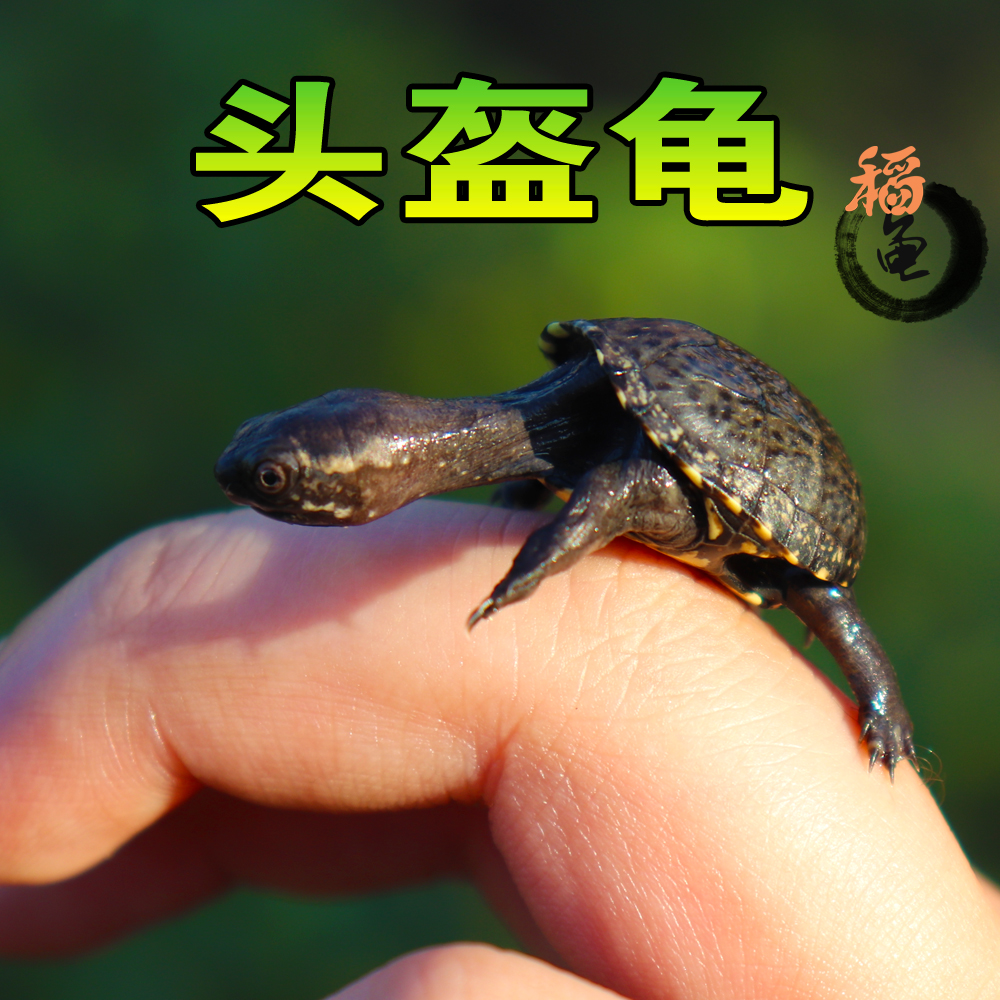 头盔蛋龟苗活体迷你宠物龟泥龟剃刀果核红面蛋小型观赏巨头深水龟,淘宝优惠券,粉丝福利购,淘宝优惠卷