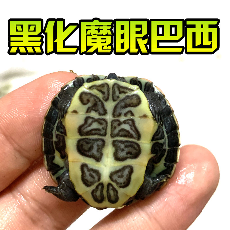 黑巴龟黑化魔眼变异黑化大萌巴西活体宠物观赏网红变异焦糖果冻梵,淘宝优惠券,粉丝福利购,淘宝优惠卷