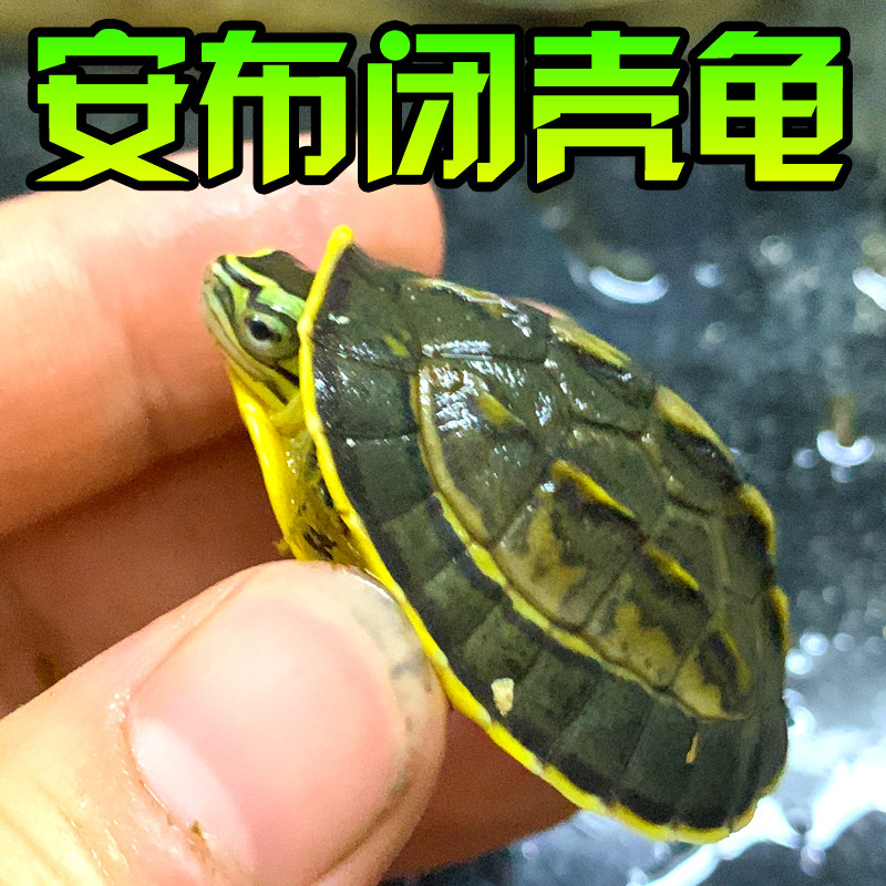 安布闭壳龟线安布黄缘闭壳安布苗安缘纯种宠物半水亚巨马来闭壳龟,淘宝优惠券,粉丝福利购,淘宝优惠卷