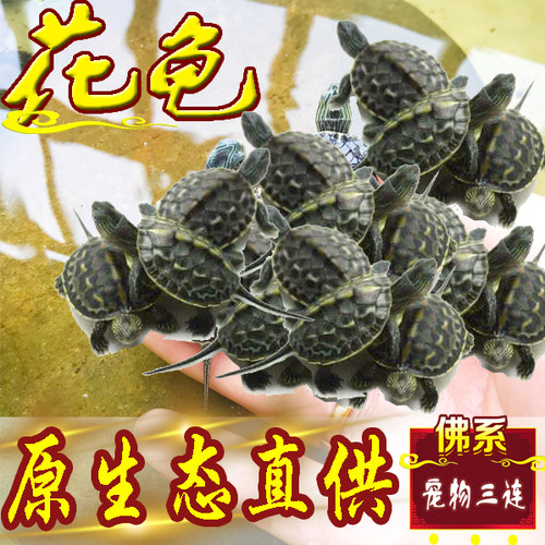 中华花龟小乌龟活物珍珠龟六线草龟活体花龟苗宠物水龟长寿观赏龟 - 图2