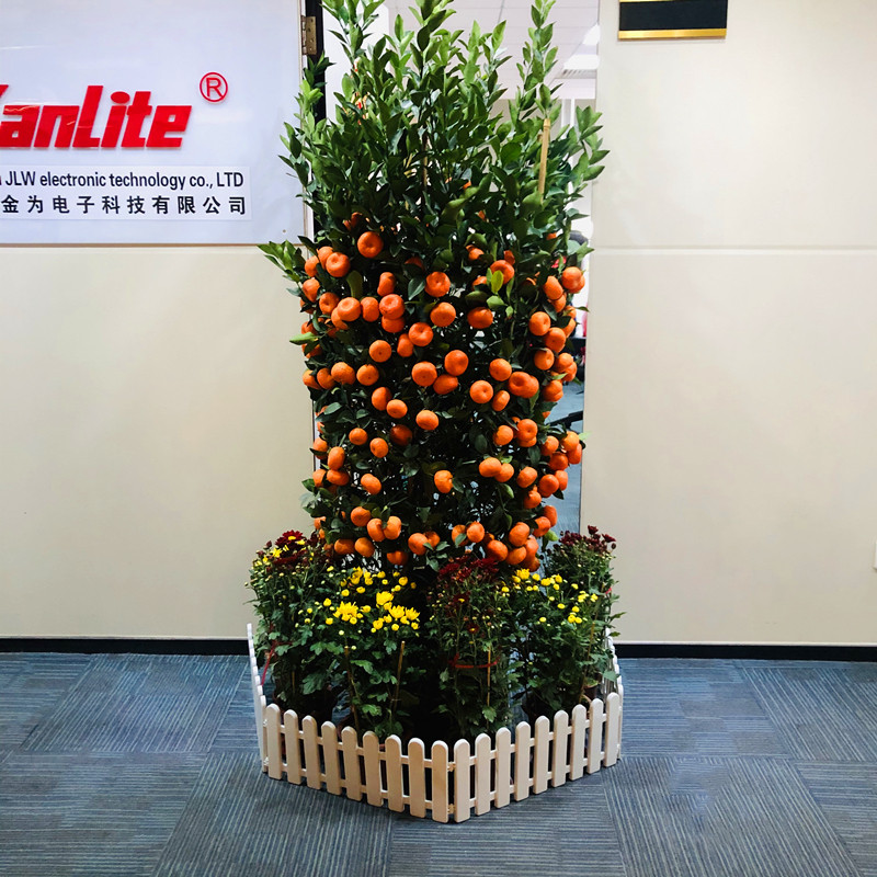 年桔盆栽朱砂桔带果桃花树年宵四季桔子金桔年橘大树广州直发香港,淘宝优惠券,粉丝福利购,淘宝优惠卷