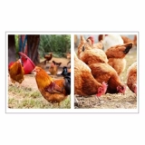 Цыпленка для лечения прыщей курицы от прыщей фазана заживаем