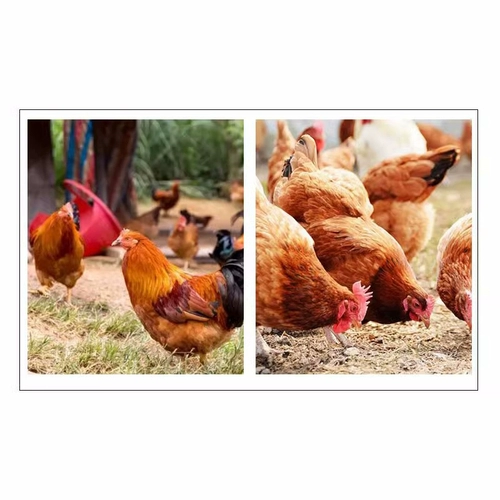 Цыпленка для лечения прыщей курицы от прыщей фазана заживаем