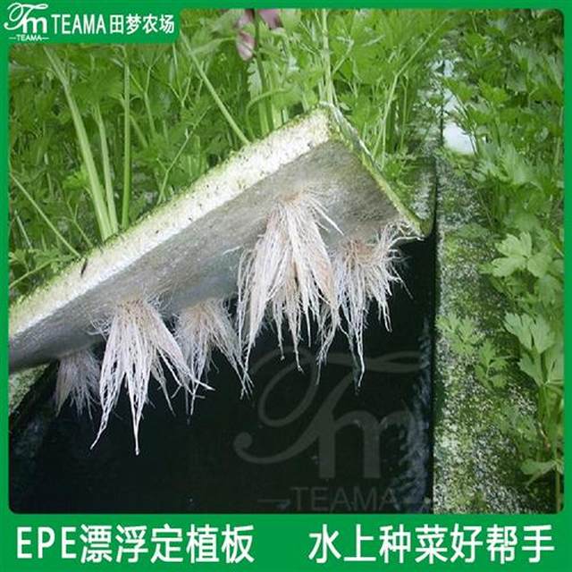 蔬菜带孔漂浮定植板水上种菜草莓发泡板鱼塘温室无土栽培设 - 图2