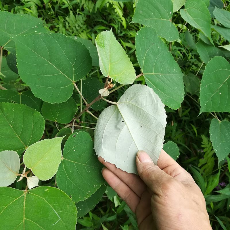 白背叶根白小娘根纯根白意根叶下白背娘白桐根干货500g包邮-图2