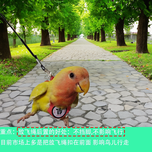 鹦鹉放飞绳虎皮牡丹玄凤鹦鹉外出牵引绳超轻飞行绳背带式不伤鸟 - 图0