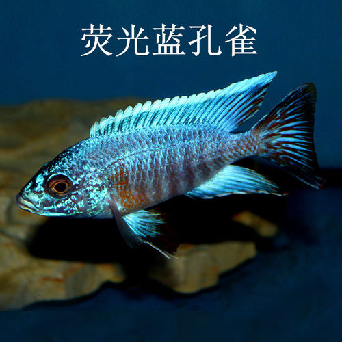 三湖慈鲷鱼大尺寸马鲷精品套餐热带淡水观赏鱼活体岩栖珊瑚纯种 - 图2