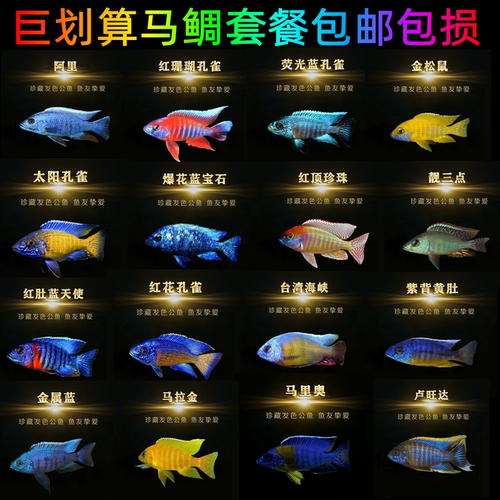 三湖慈鲷鱼大尺寸马鲷精品套餐热带淡水观赏鱼活体岩栖珊瑚纯种 - 图0