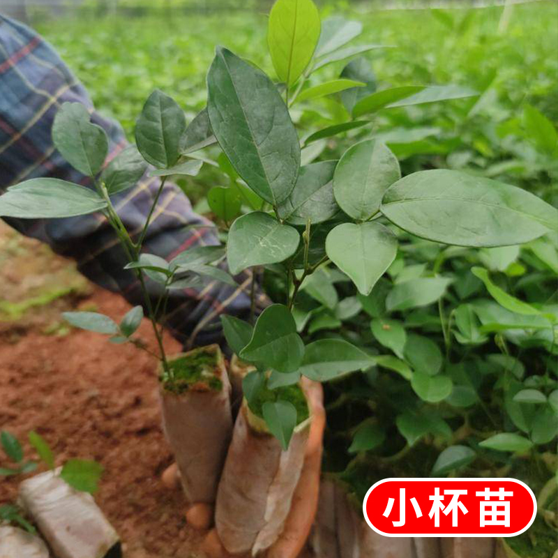 牛大力苗中小叶品种正宗细叶野生种植牛古大力改良结薯快中药材苗 - 图1