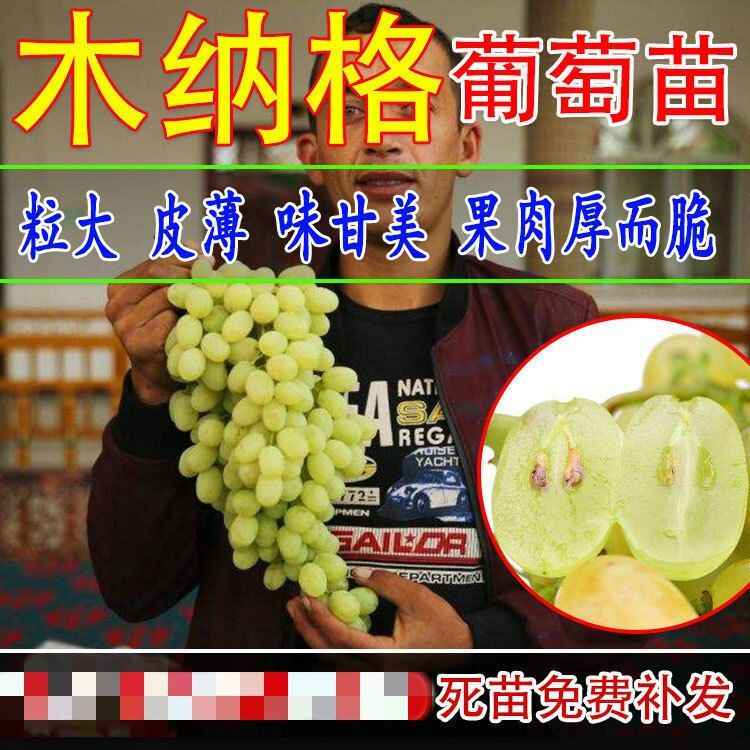 木葡萄苗 Top 45件木葡萄苗 22年11月更新 Taobao