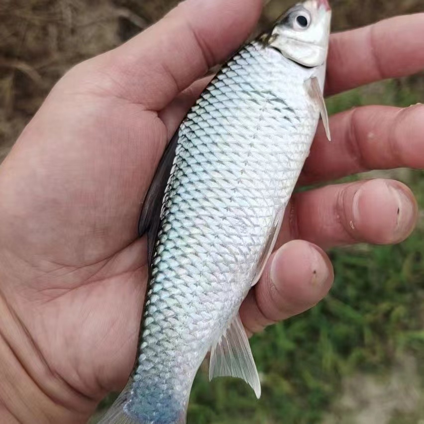 泰国鲮鱼苗麦鲮鱼苗土鲮鱼苗麦穗鱼草鱼苗食蚊鱼龙鱼饲料活体鱼苗 - 图2