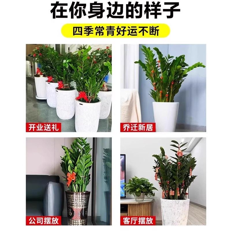 花支撑架护花架金钱树绣球花卉爬藤植物半圆护叶固定架防倒伏支架,淘宝优惠券,粉丝福利购,淘宝优惠卷
