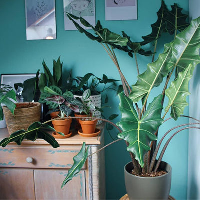 荷兰进口萨利安海芋alocasia Sarian 室内ins网红绿植小苗出售 虎窝淘