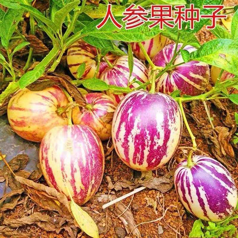 2021年秋冬新作 ニンジンの種 紅映二号 2dl缶 野菜の種 tripoli.culhub.gr
