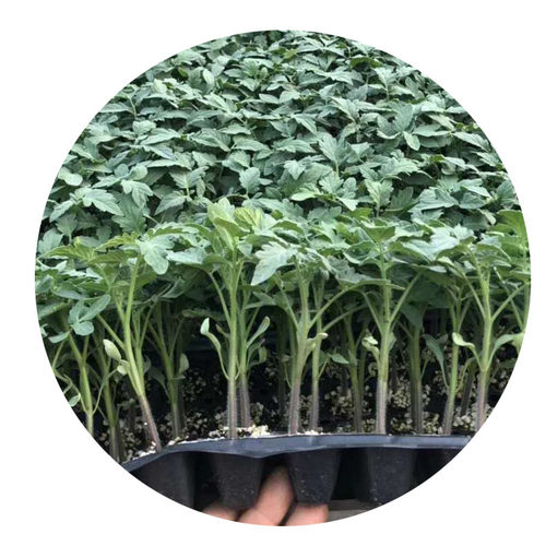 圣女果苗秧樱桃番茄苗水果番茄秧苗铁皮西红柿青椒苗茄子苗蔬菜苗 - 图3