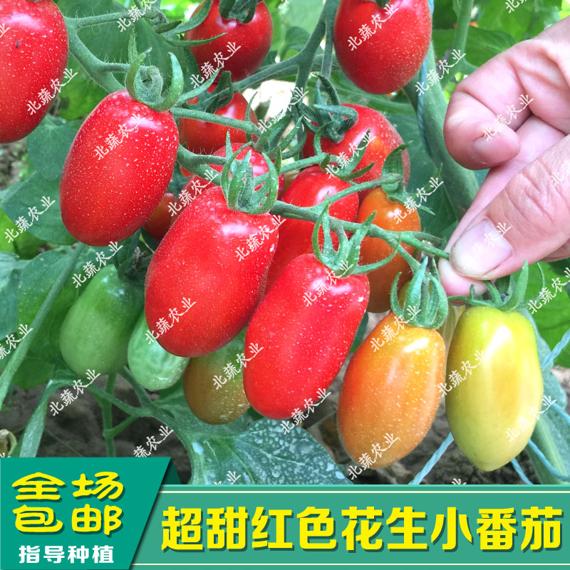 409花生柿子种子小超甜樱桃番茄种籽西红柿四季盆栽大棚菜园庭院 - 图0