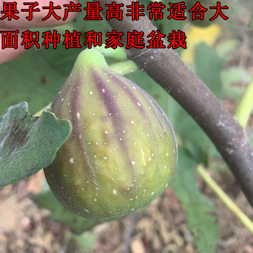 芭劳奈无花果 绿皮红肉大芭 芭劳耐无花果树苗盆栽地栽当年结果 - 图2