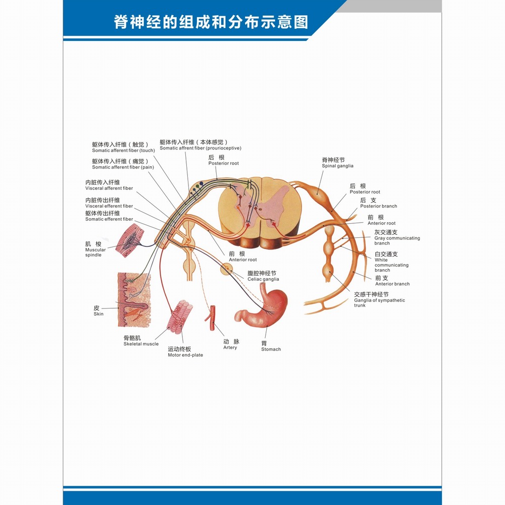 人体神经系统结构图神经细胞神经元解剖图脊神经的组成中英文挂图-图1