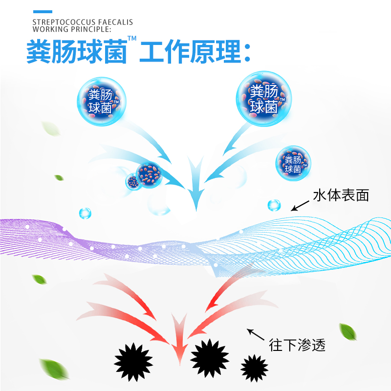 粪肠球菌调水净水产乳酸菌善改肠道鱼塘虾蟹塘水产养殖粪链乳杆菌 - 图1