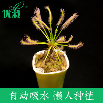 茅膏菜优栽宽叶好望角食虫植物好望角食人花捕虫草室内驱蚊草盆栽 虎窝淘