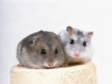 Выбранная печень Pet Little Hamster была вакцинирована, пара живых кукол