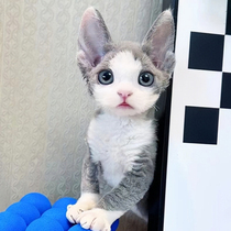 Devin curly cat young cat pure breed race level pedigle with tiger spotted small milk cat high IQ not having a fur kitty living pet