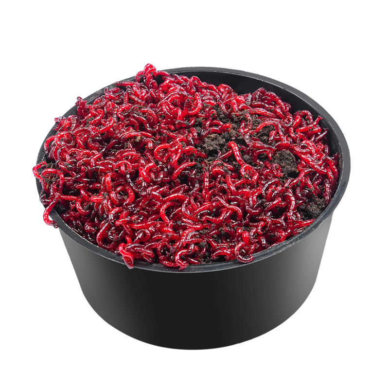 红虫新鲜活饵特大号公虫批鱼饵蚯蚓红蛆喂鱼台钓饵料挂钩钓鲫鱼,淘宝优惠券,粉丝福利购,淘宝优惠卷