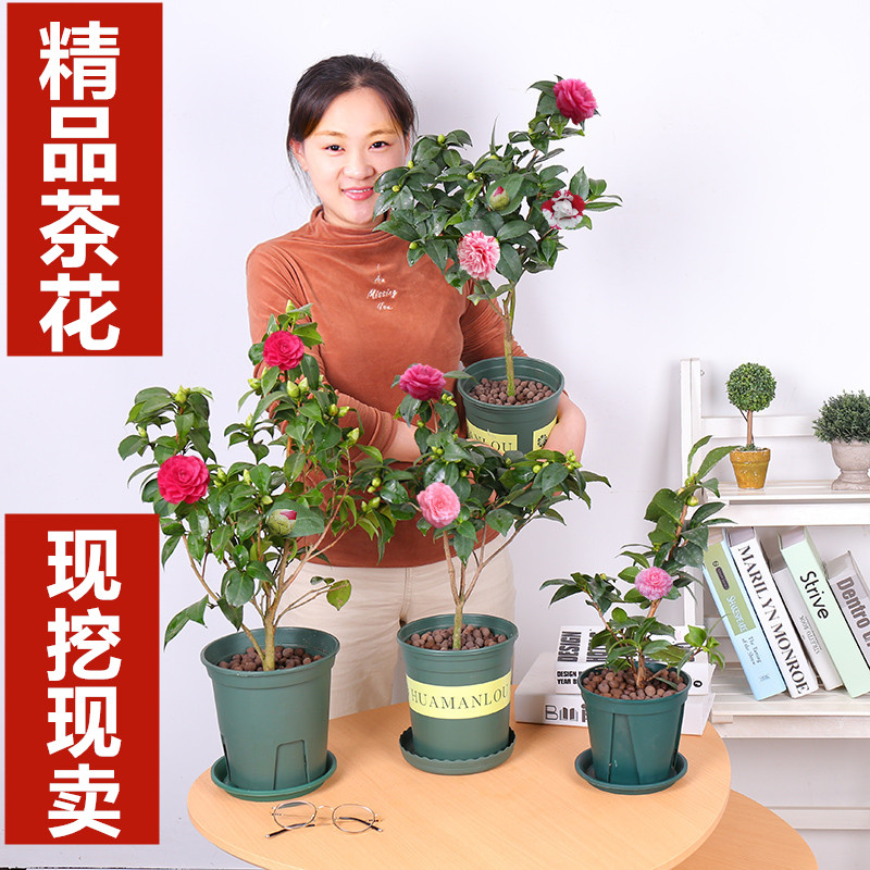 山茶花树苗盆栽带花苞花卉观花植物室内好养四季开花不断五色赤丹 山茶花树苗盆栽带花苞花卉观花植物室内好养四季开花不断五色赤丹