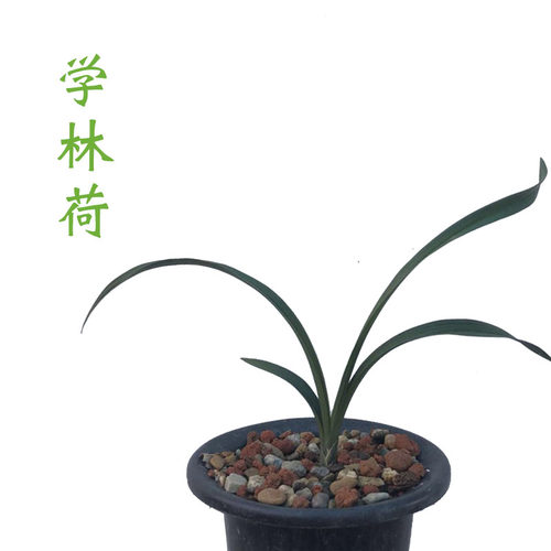 兰花春剑名品荷瓣学林荷易养活易来芽室内客厅盆栽花卉绿植好养 - 图1